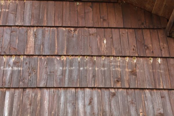 Cost of Woodpecker Hole Filling in Missoula