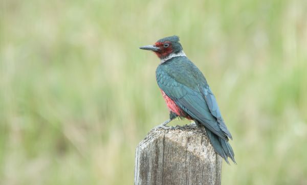Cost of Woodpecker Hole Patching in Missoula