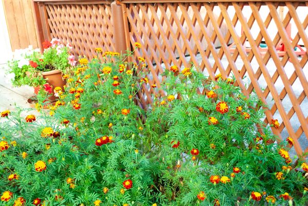 Cost of Decorative Lattice Mounting in Missoula
