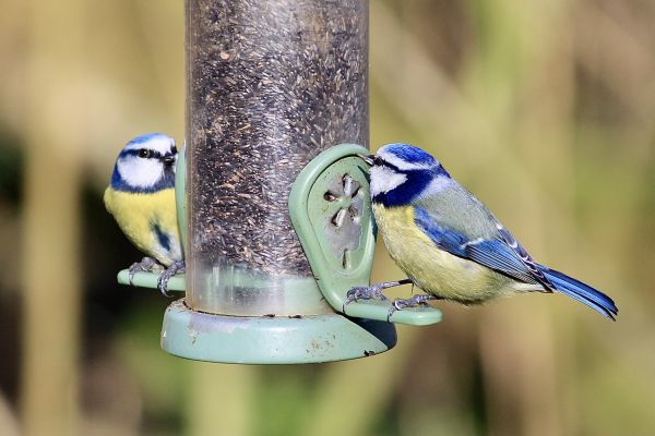 Cost of Bird Feeder Mounting Service in Missoula