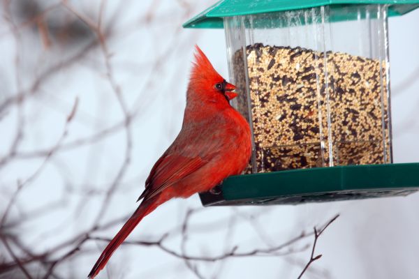 Bird Feeder Hanging in Missoula